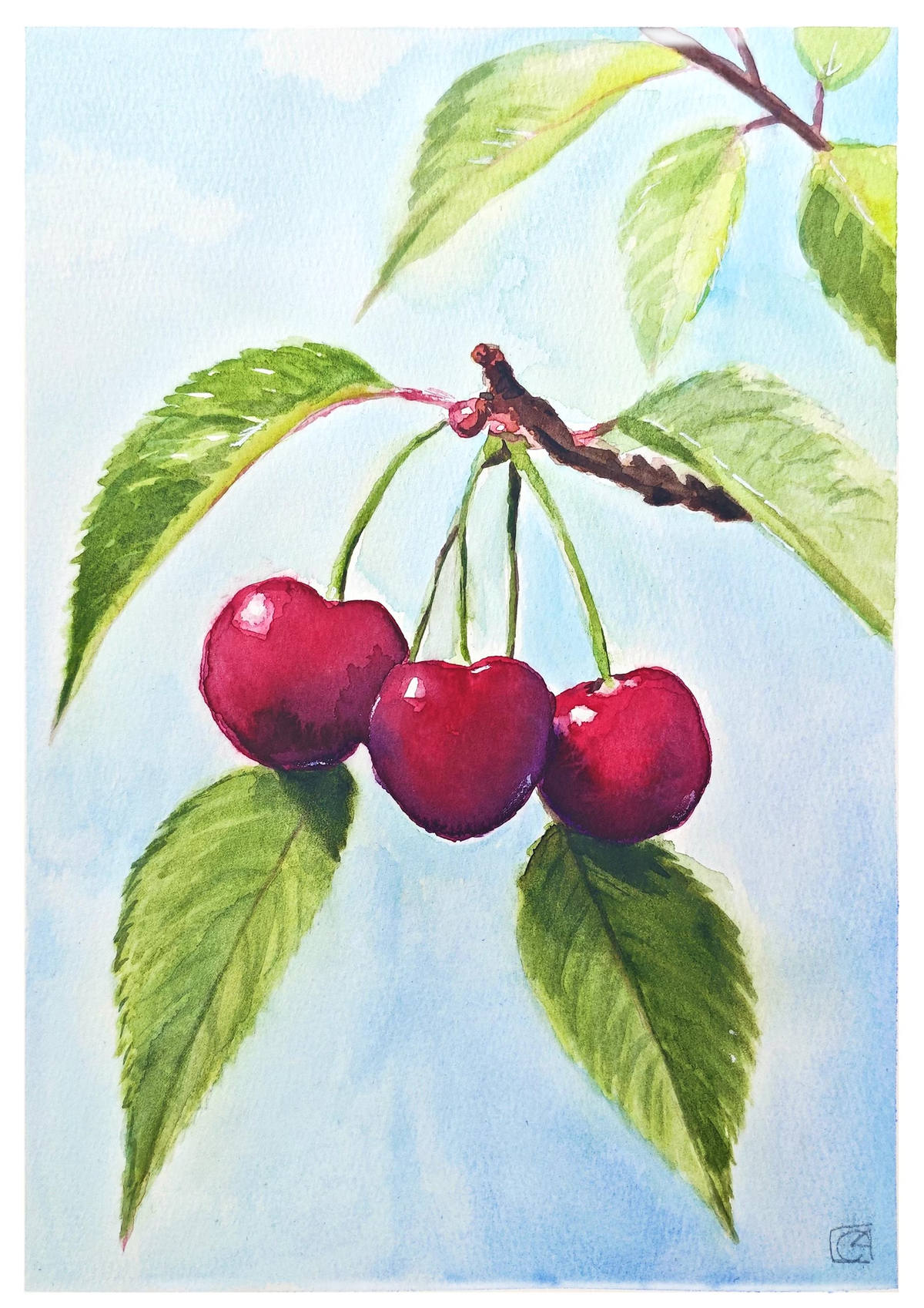 Three red cherries hanging together beneath green leaves on a blue watercolour wash.
